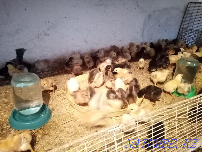 Domestic chickens, ducklings and broiler Urochishche Talgarbaytuma - photo 3