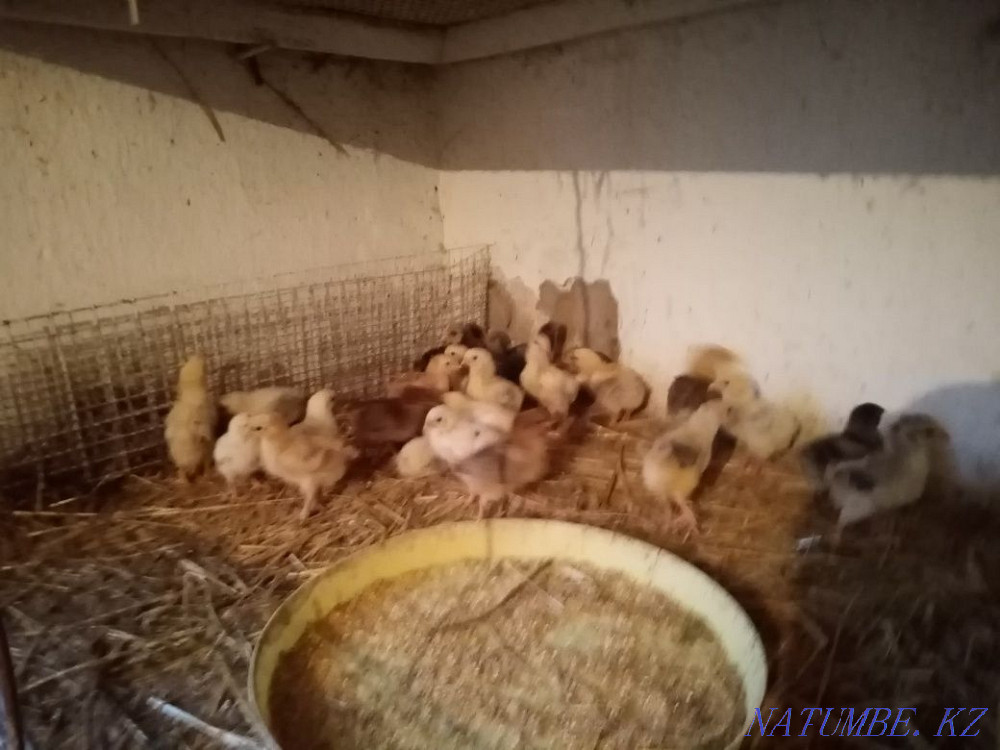 Үй тауықтары, үйректер және бройлер  Талғар  - изображение 4