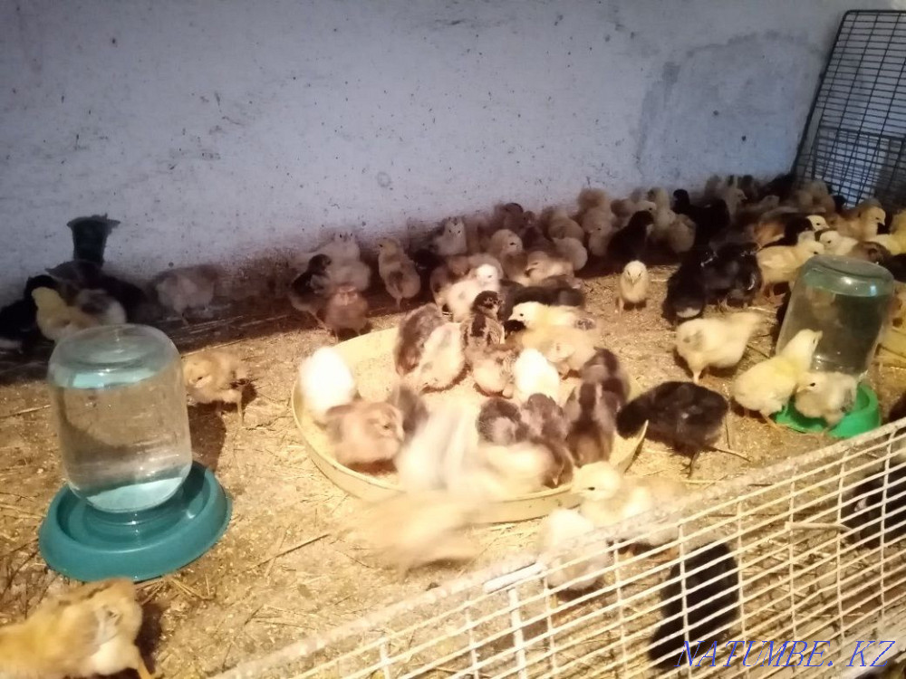 Үй тауықтары, үйректер және бройлер  Талғар  - изображение 3