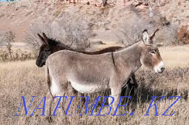 Urgently selling donkey for 10000tg Каргалы - photo 2