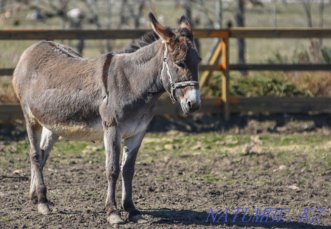 Urgently selling donkey for 10000tg Каргалы - photo 1