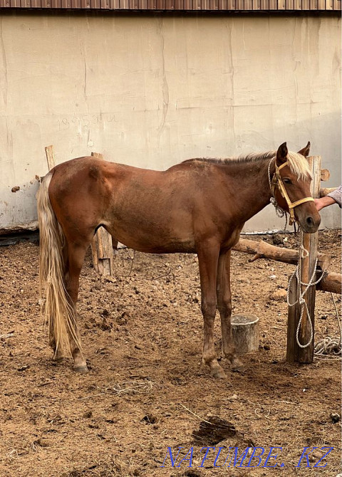 Bouaz bee, a pregnant mare Astana - photo 1