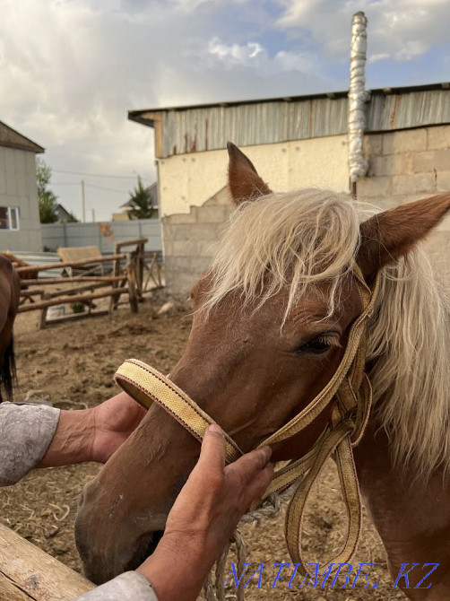 Bouaz bee, a pregnant mare Astana - photo 2