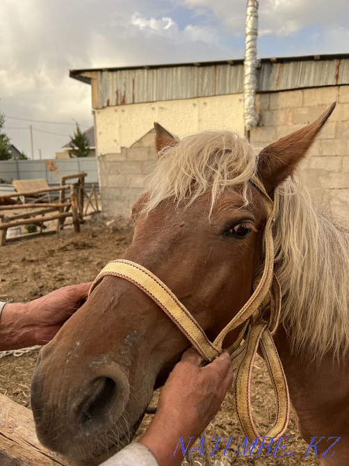 Bouaz bee, a pregnant mare Astana - photo 3
