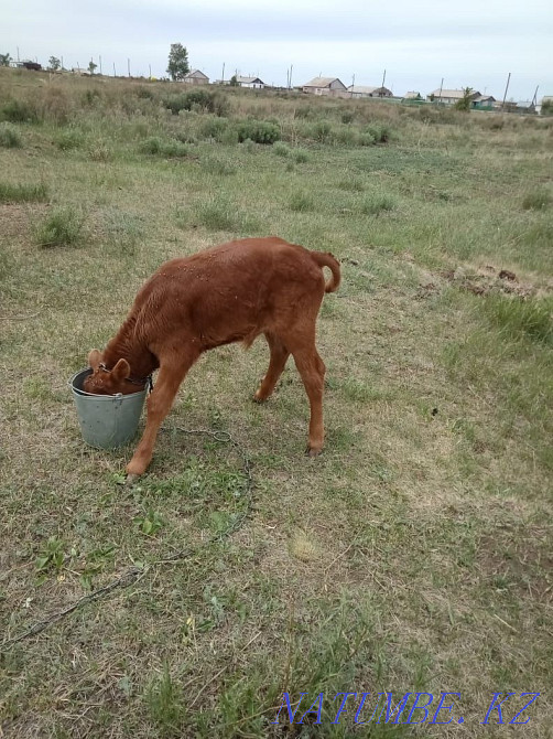 I will sell calves inexpensively  - photo 1