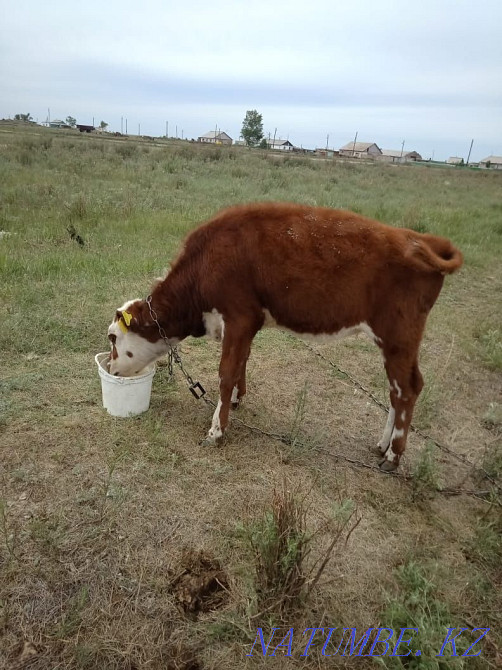 I will sell calves inexpensively  - photo 2