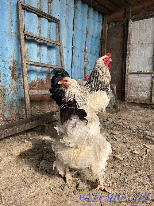 Selling bright lights Taldykorgan - photo 2