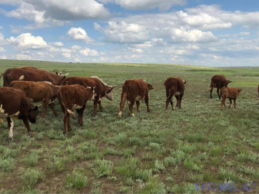 Тайоғыздар сатылады! Хромтау қаласы Ойсылқара ауылы  Ақтөбе  - изображение 5