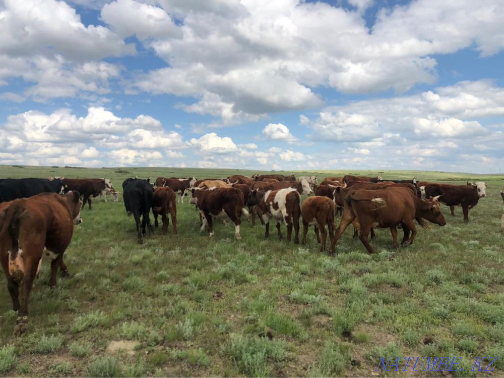 Тайоғыздар сатылады! Хромтау қаласы Ойсылқара ауылы  Ақтөбе  - изображение 4