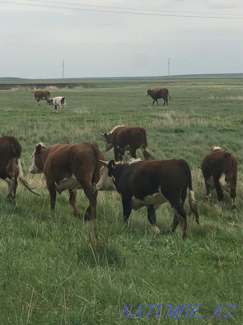 Тайоғыздар сатылады! Хромтау қаласы Ойсылқара ауылы  Ақтөбе  - изображение 1