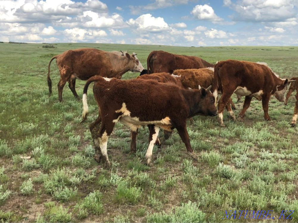 Тайоғыздар сатылады! Хромтау қаласы Ойсылқара ауылы  Ақтөбе  - изображение 2