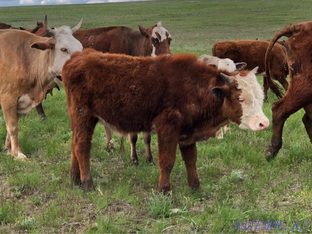 Тайоғыздар сатылады! Хромтау қаласы Ойсылқара ауылы  Ақтөбе  - изображение 3