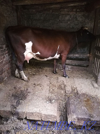 sell dairy cows Kostanay - photo 1