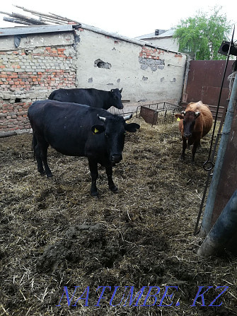 sell dairy cows Kostanay - photo 2