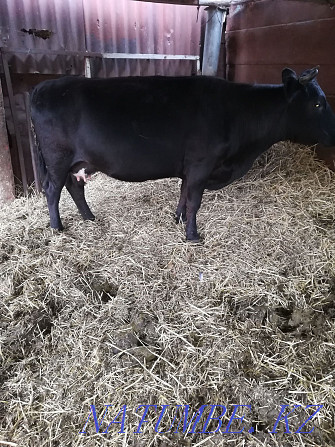 sell dairy cows Kostanay - photo 5