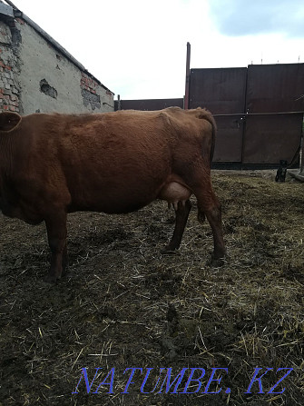 sell dairy cows Kostanay - photo 4