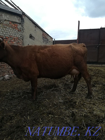 sell dairy cows Kostanay - photo 3