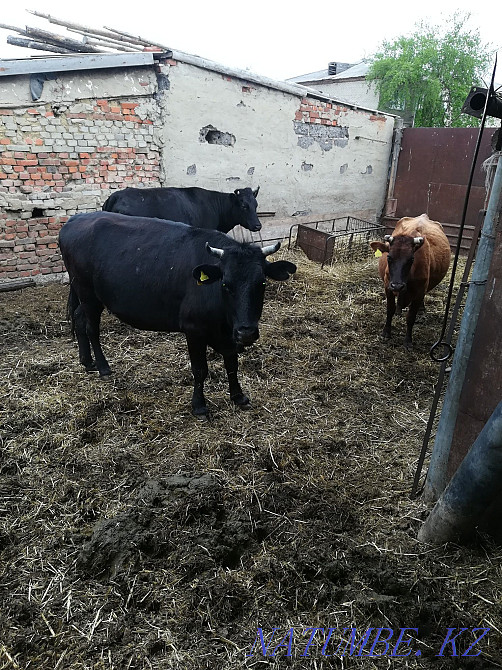 sell dairy cows Kostanay - photo 2