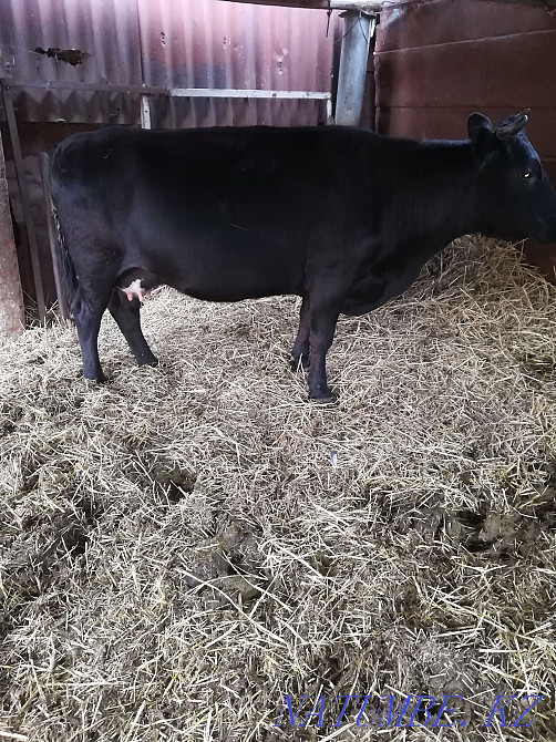 sell dairy cows Kostanay - photo 5