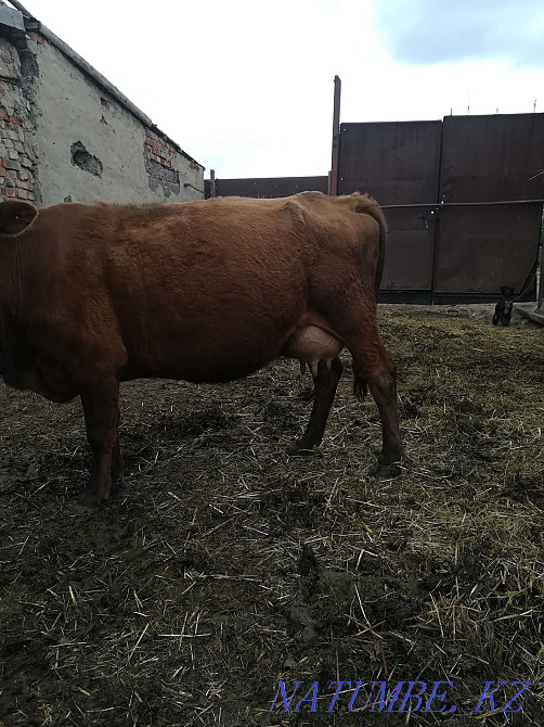 sell dairy cows Kostanay - photo 4