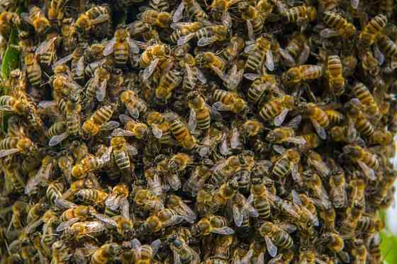 Продам пчел на высадку Almaty