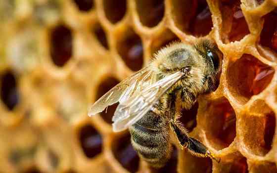 Продам пчел на высадку Алматы