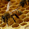 Продам пчел на высадку Almaty