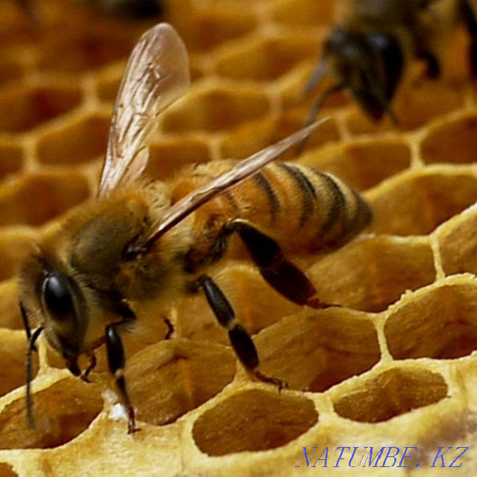 Продам пчел на высадку Алматы - изображение 1
