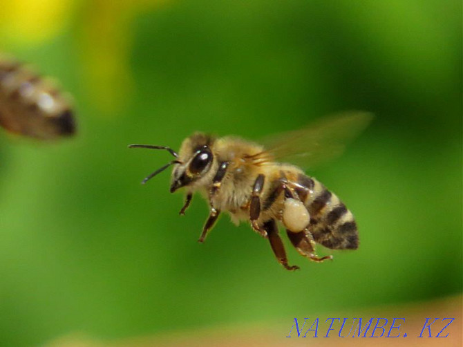 Продам пчел на высадку Алматы - изображение 3