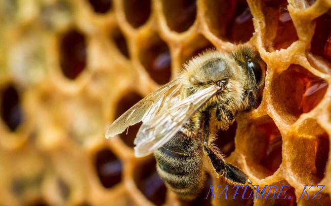 Продам пчел на высадку Алматы - изображение 4