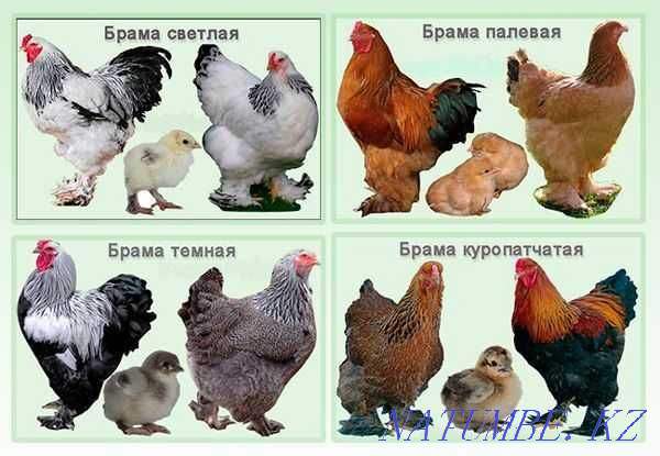 Brahma chickens for sale Kokshetau - photo 1