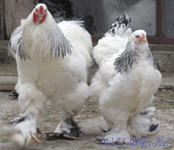 Brahma chickens for sale Kokshetau - photo 2