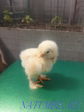 Brahma chickens for sale Kokshetau - photo 3