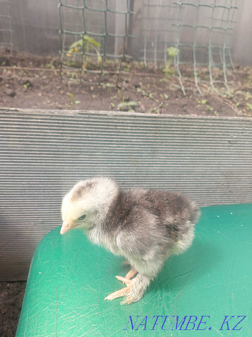 Брахма тауықтары сатылады  Көкшетау - изображение 4