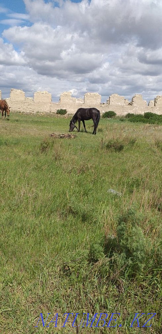 Selling mare..  - photo 3