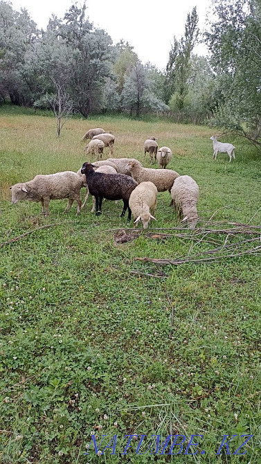 I will sell a ram for divorce 10 pieces  - photo 2