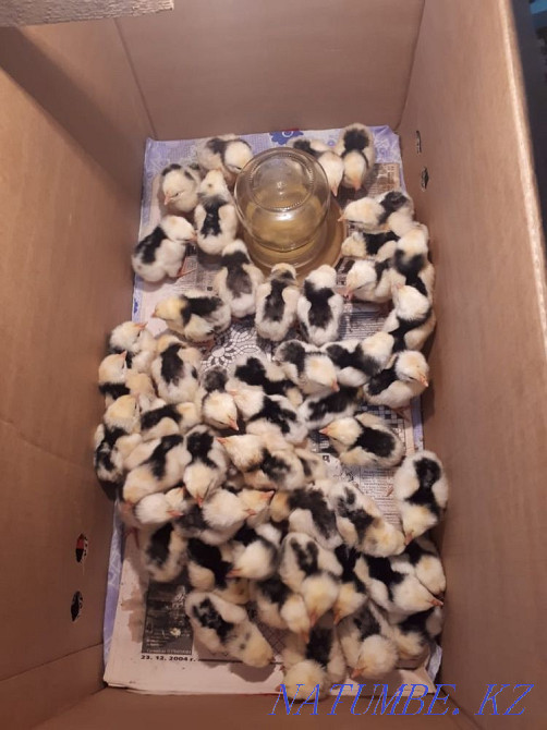 I will sell chickens Taldykorgan - photo 1