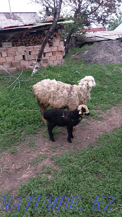 Selling ewes with lambs Esik - photo 6