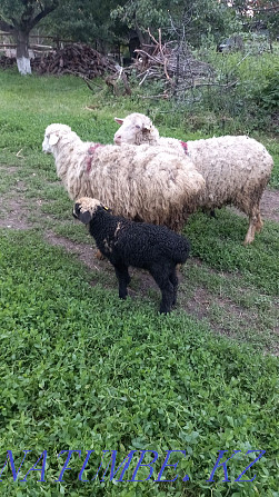 Selling ewes with lambs Esik - photo 4