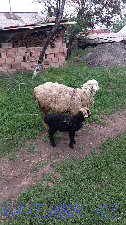 Selling ewes with lambs Esik - photo 5