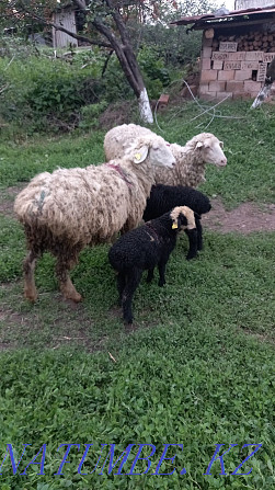 Selling ewes with lambs Esik - photo 2