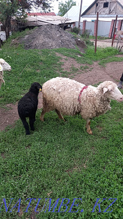 Selling ewes with lambs Esik - photo 3