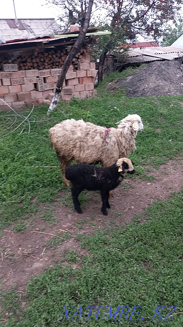 Selling ewes with lambs Esik - photo 6
