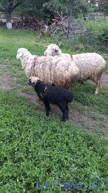 Selling ewes with lambs Esik - photo 4