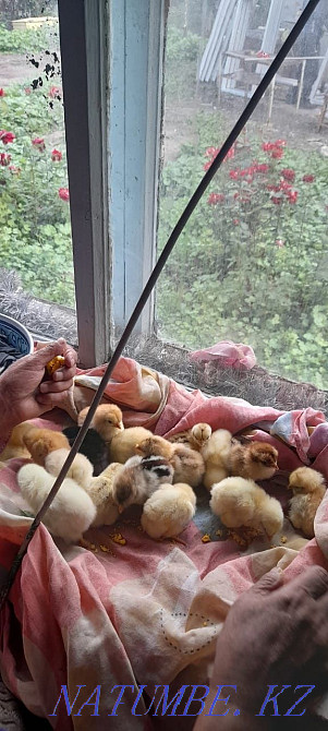 Продам цыплят из под квочки Алматы - изображение 3