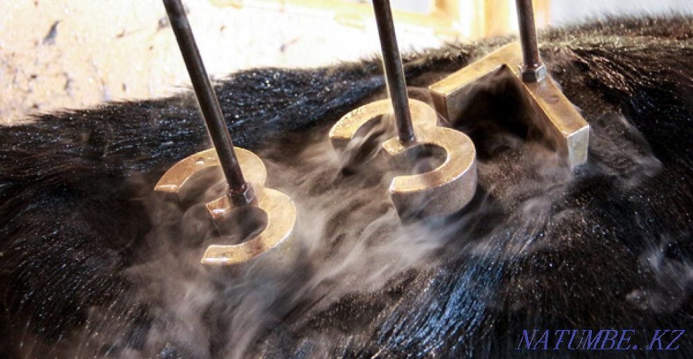 Азотпен таңба басамын.  Павлодар  - изображение 2