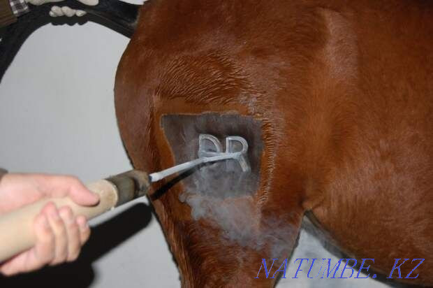 Азотпен таңба басамын.  Павлодар  - изображение 1