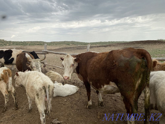 Bir tabyn siyr satylady! Taraz - photo 6