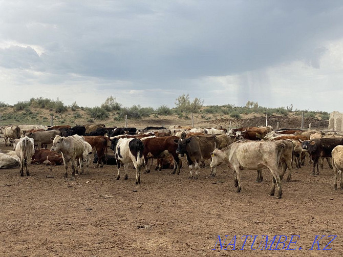 Bir tabyn siyr satylady! Taraz - photo 5