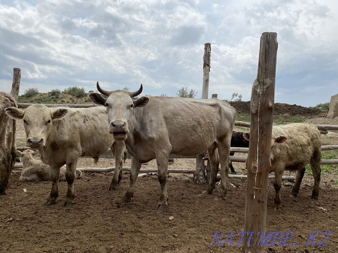 Bir tabyn siyr satylady! Taraz - photo 4